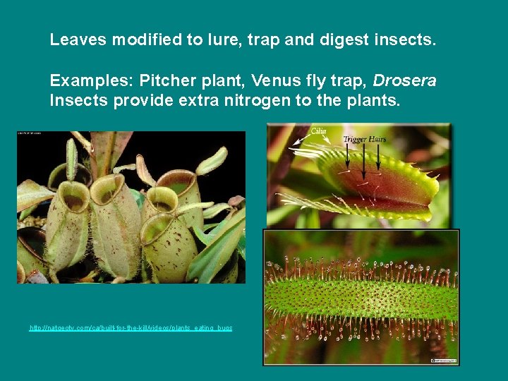 Leaves modified to lure, trap and digest insects. Examples: Pitcher plant, Venus fly trap,