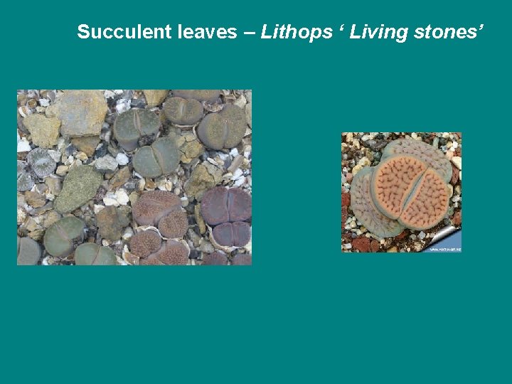 Succulent leaves – Lithops ‘ Living stones’ 