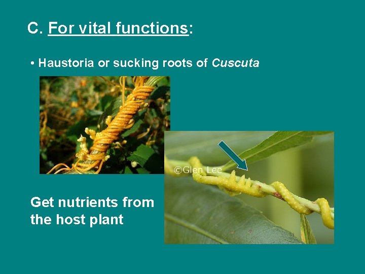 C. For vital functions: • Haustoria or sucking roots of Cuscuta Get nutrients from