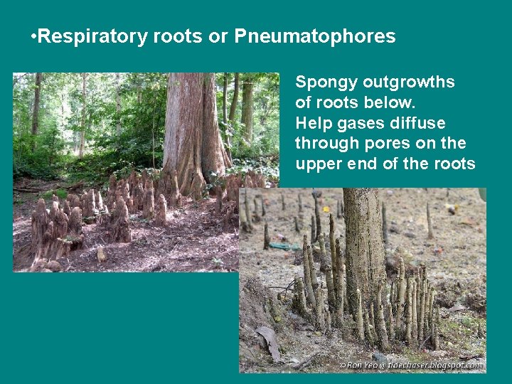  • Respiratory roots or Pneumatophores Spongy outgrowths of roots below. Help gases diffuse