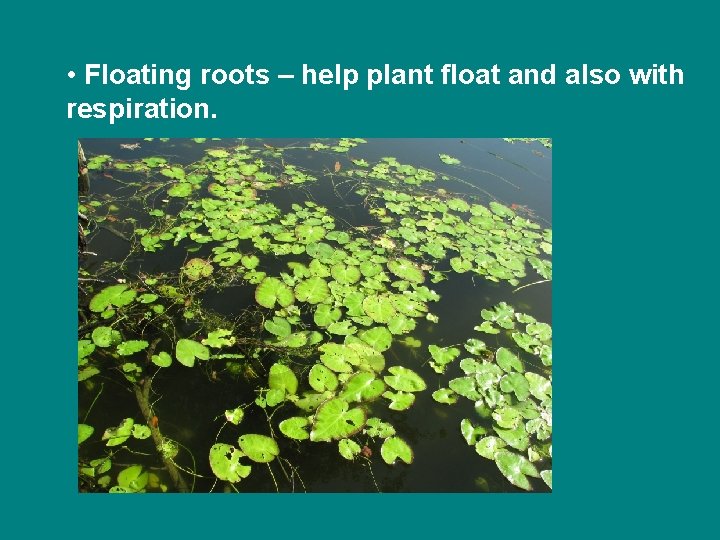  • Floating roots – help plant float and also with respiration. 