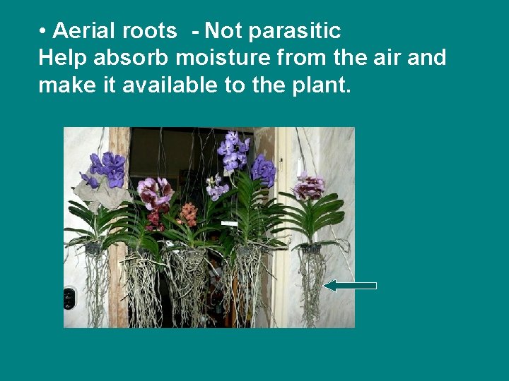  • Aerial roots - Not parasitic Help absorb moisture from the air and