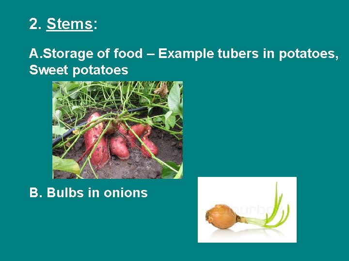 2. Stems: A. Storage of food – Example tubers in potatoes, Sweet potatoes B.