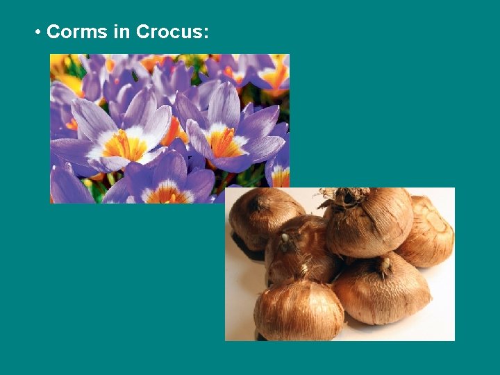  • Corms in Crocus: 