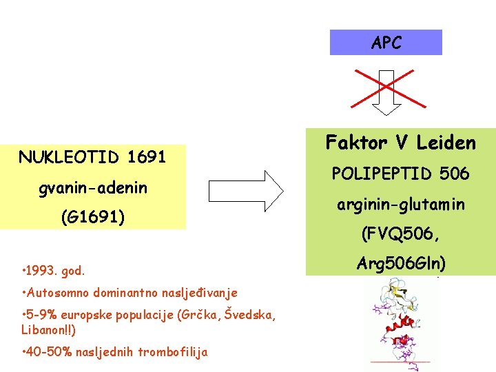 APC NUKLEOTID 1691 gvanin-adenin (G 1691) • 1993. god. • Autosomno dominantno nasljeđivanje •
