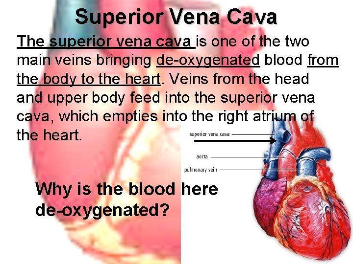 Superior Vena Cava The superior vena cava is one of the two main veins