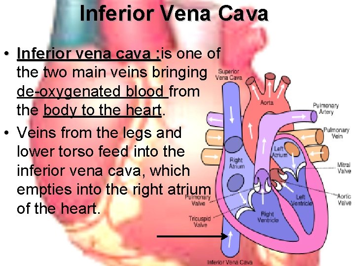 Inferior Vena Cava • Inferior vena cava : is Inferior vena cava : one