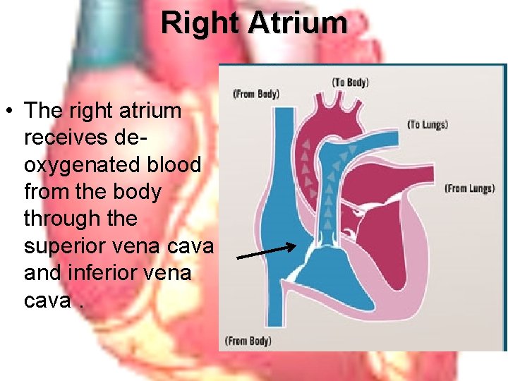 Right Atrium • The right atrium receives deoxygenated blood from the body through the