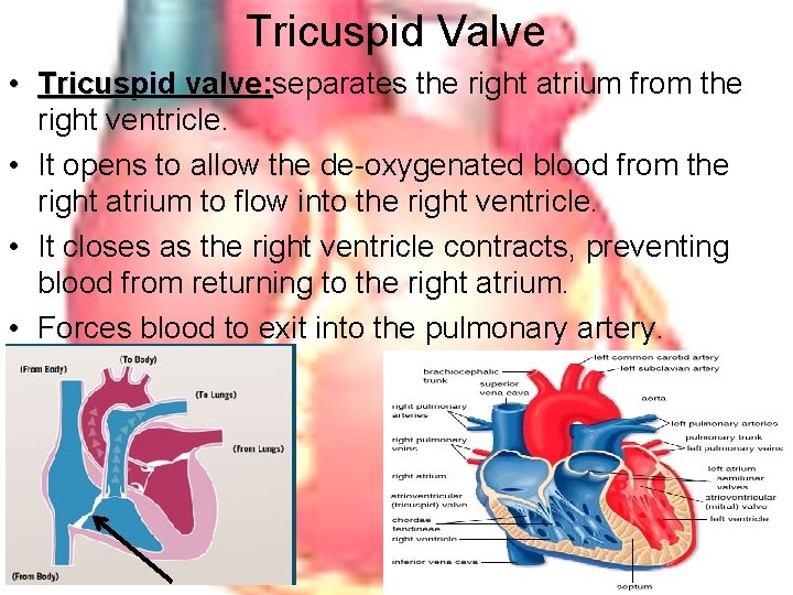 Tricuspid Valve • Tricuspid valve: separates the right atrium from the Tricuspid valve: right