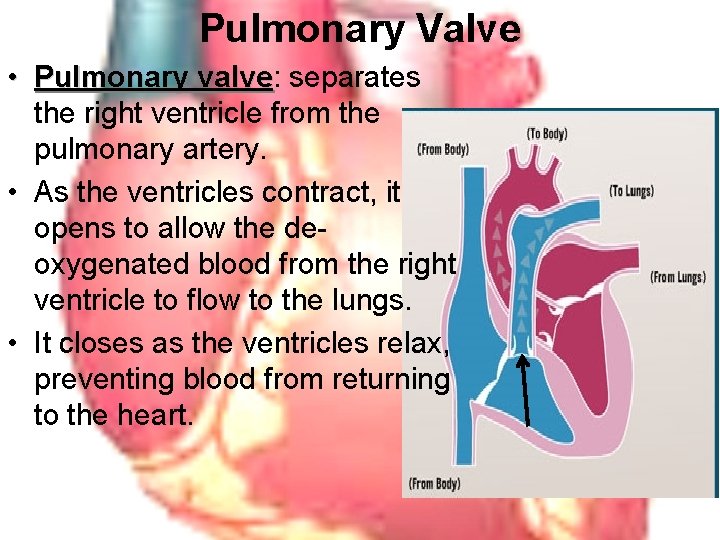 Pulmonary Valve • Pulmonary valve: Pulmonary valve separates the right ventricle from the pulmonary