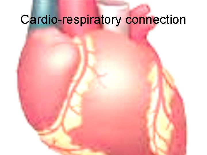 Cardio-respiratory connection 