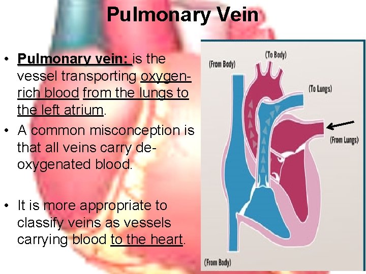 Pulmonary Vein • Pulmonary vein: is Pulmonary vein: the vessel transporting oxygenrich blood from
