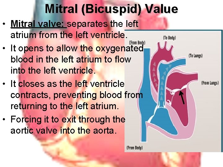 Mitral (Bicuspid) Value • Mitral valve: separates the left Mitral valve: atrium from the