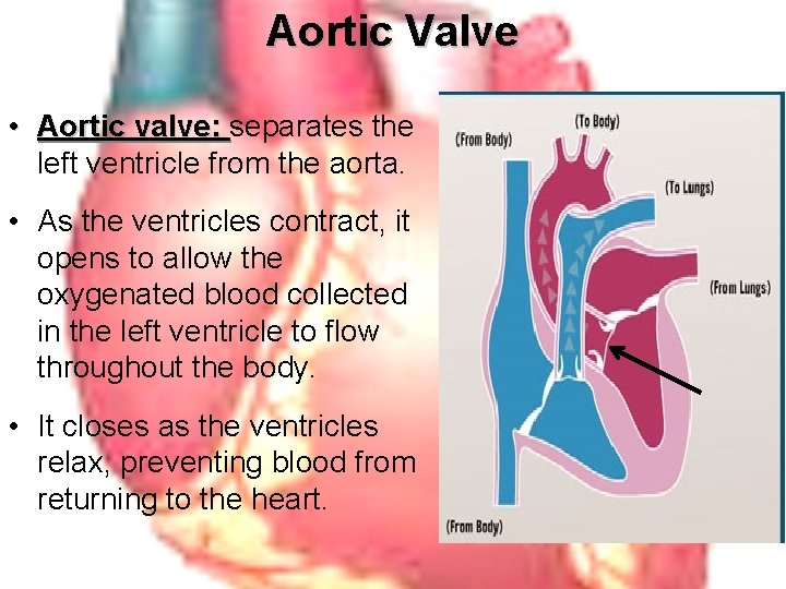 Aortic Valve • Aortic valve: separates the Aortic valve: left ventricle from the aorta.