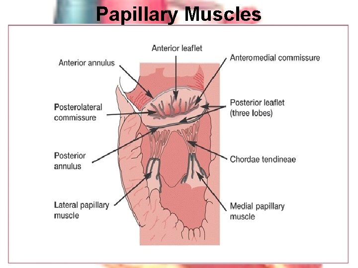 Papillary Muscles 