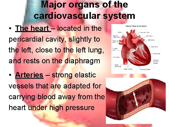 Major organs of the cardiovascular system • The heart – located in the pericardial