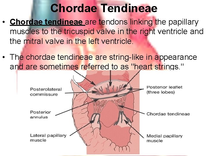 Chordae Tendineae • Chordae tendineae are tendons linking the papillary Chordae tendineae muscles to