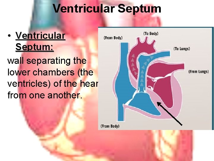 Ventricular Septum • Ventricular Septum: wall separating the lower chambers (the ventricles) of the