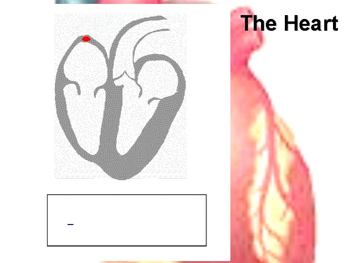 The Heart 