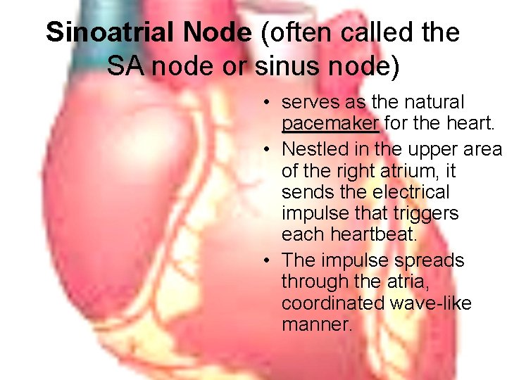 Sinoatrial Node (often called the SA node or sinus node) • serves as the