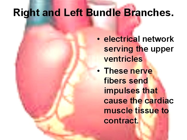 Right and Left Bundle Branches. • electrical network serving the upper ventricles • These