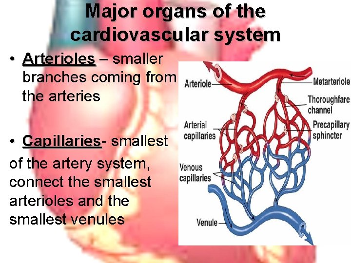 Major organs of the cardiovascular system • Arterioles – Arterioles smaller branches coming from