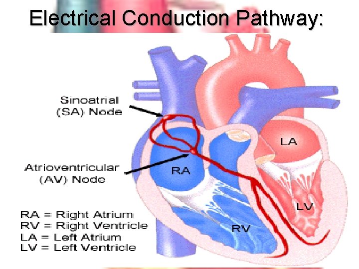 Electrical Conduction Pathway: 