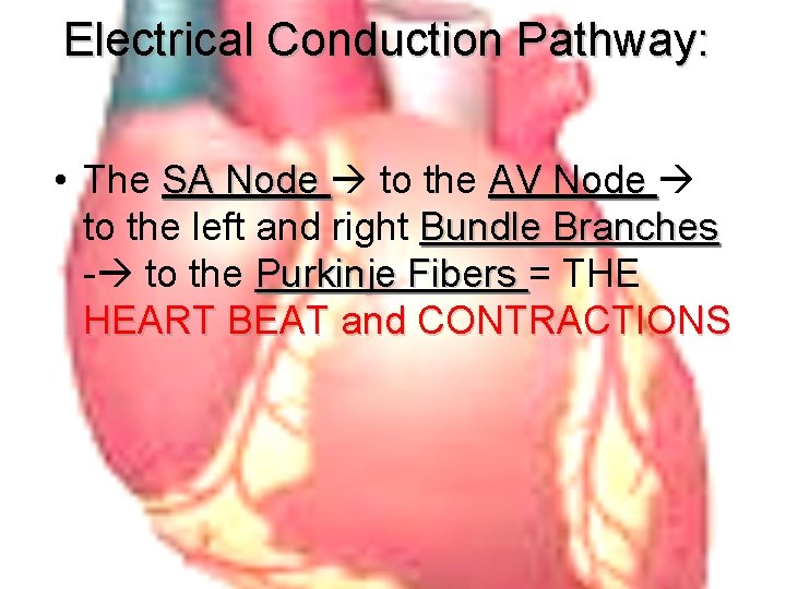 Electrical Conduction Pathway: • The SA Node to the AV Node to the left