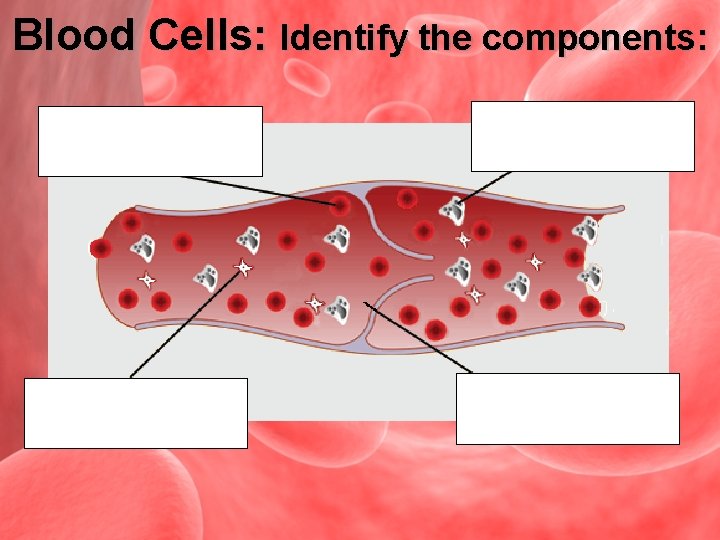 Blood Cells: Identify the components: white blood cell platelets plasma 