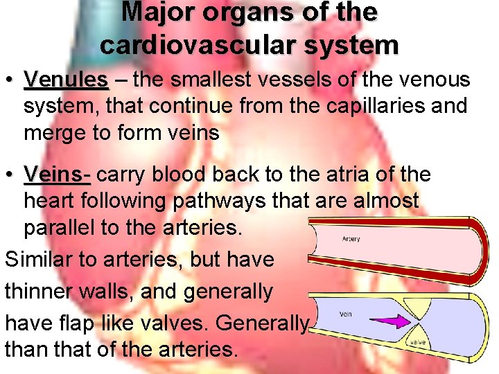 Major organs of the cardiovascular system • Venules – Venules the smallest vessels of