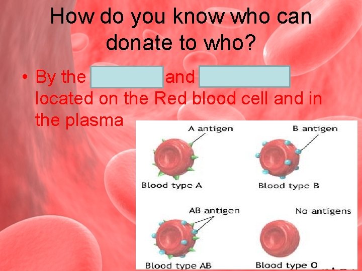 How do you know who can donate to who? • By the antigens and