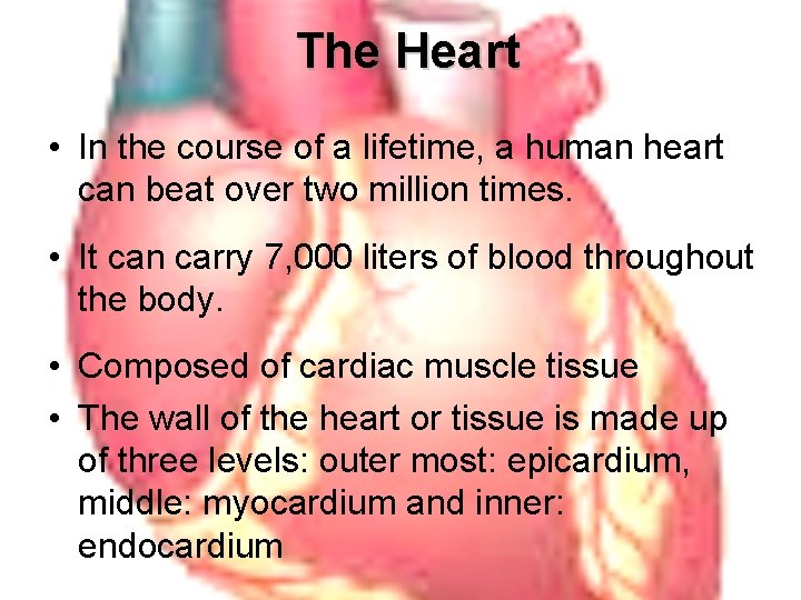 The Heart • In the course of a lifetime, a human heart can beat