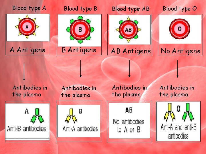 Blood type A Blood type B Blood type AB Blood type O A Antigens