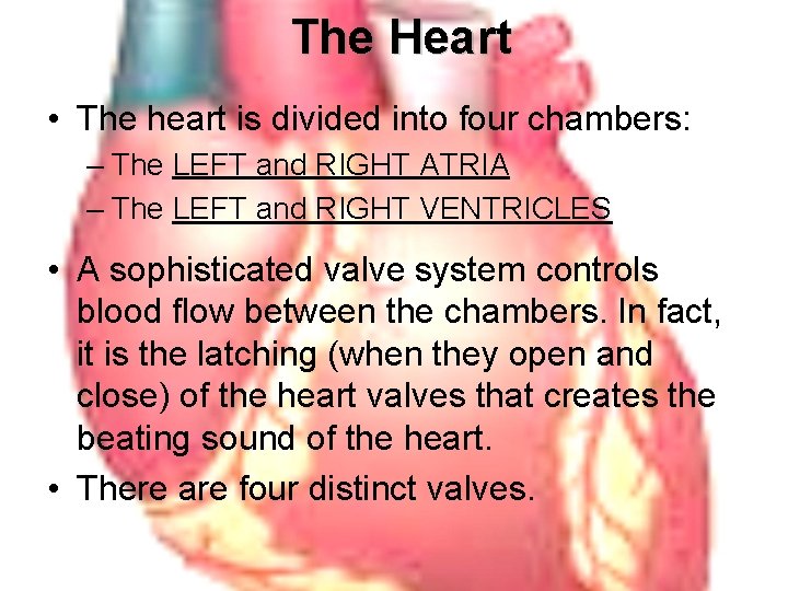 The Heart • The heart is divided into four chambers: – The LEFT and