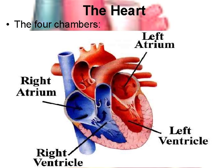 The Heart • The four chambers: 