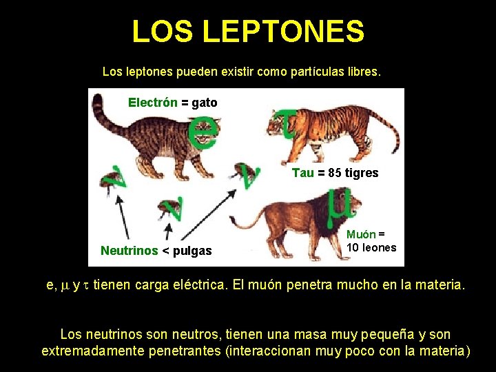 LOS LEPTONES Los leptones pueden existir como partículas libres. Electrón = gato Tau =