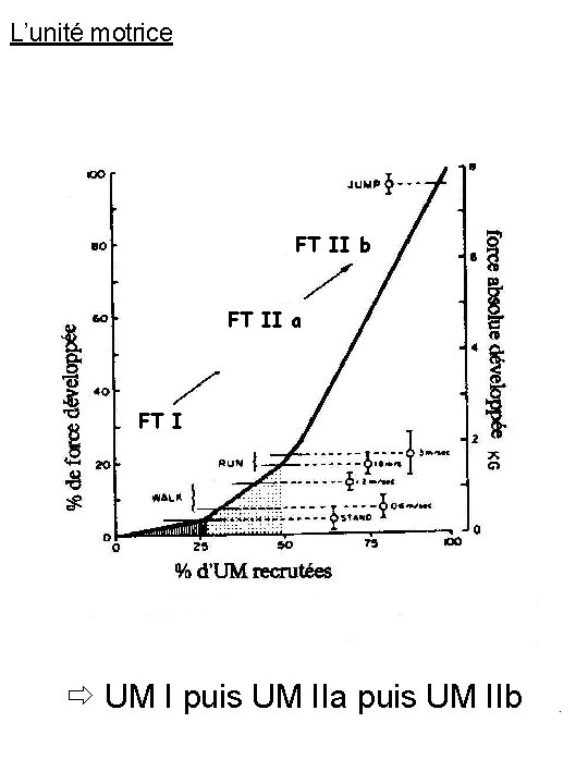 L’unité motrice FT II b FT II a FT I UM I puis UM