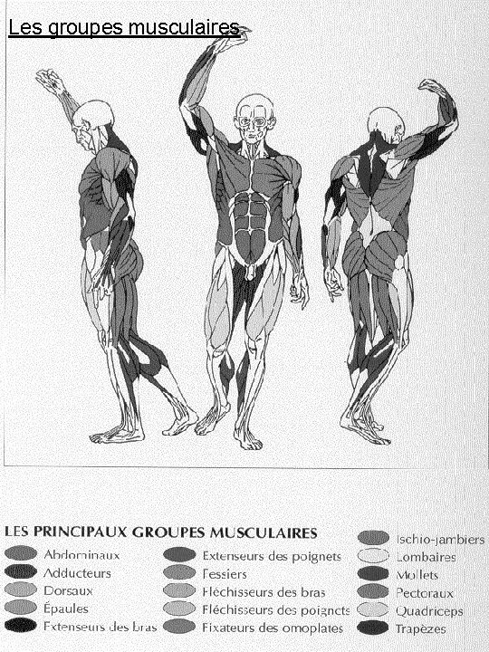 Les groupes musculaires 