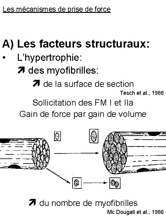 Les mécanismes de prise de force A) Les facteurs structuraux: • L’hypertrophie: des myofibrilles: