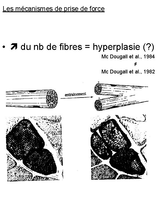 Les mécanismes de prise de force • du nb de fibres = hyperplasie (?