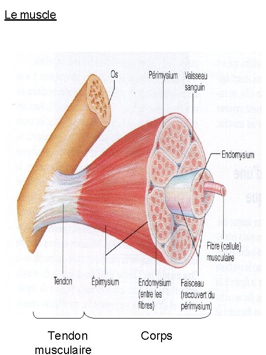 Le muscle Tendon musculaire Corps 