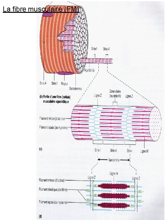 La fibre musculaire (FM) 