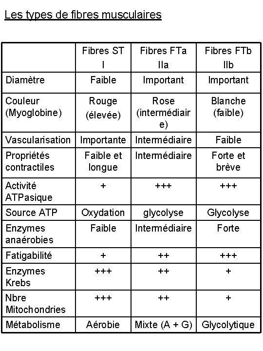 Les types de fibres musculaires Diamètre Couleur (Myoglobine) Fibres ST I Fibres FTa IIa