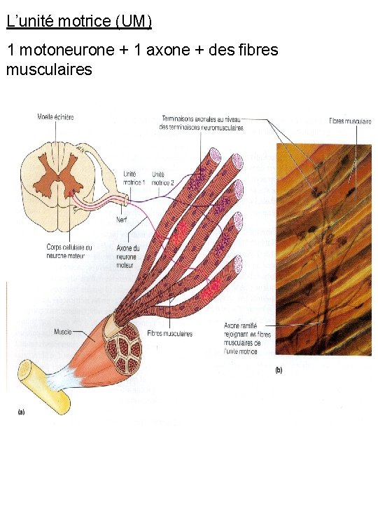 L’unité motrice (UM) 1 motoneurone + 1 axone + des fibres musculaires 