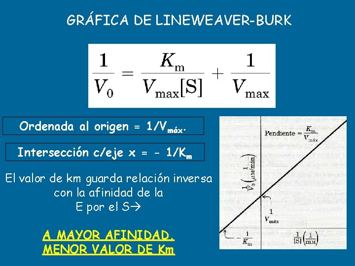 GRÁFICA DE LINEWEAVER-BURK Ordenada al origen = 1/Vmáx. Intersección c/eje x = - 1/Km