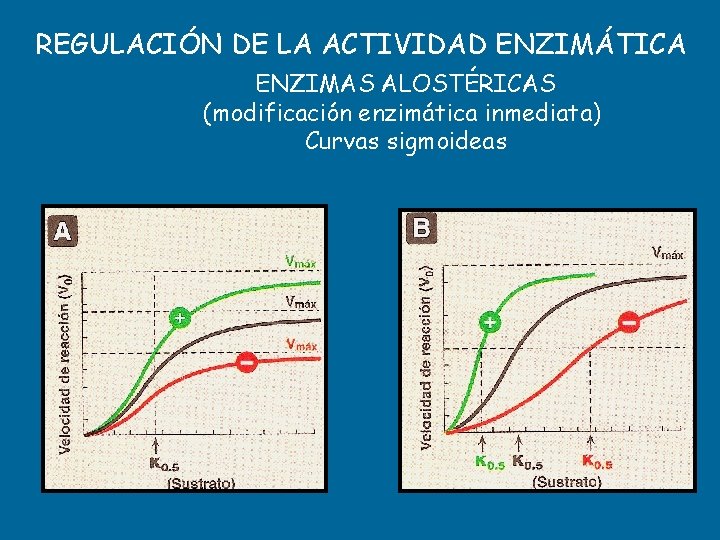 REGULACIÓN DE LA ACTIVIDAD ENZIMÁTICA ENZIMAS ALOSTÉRICAS (modificación enzimática inmediata) Curvas sigmoideas 