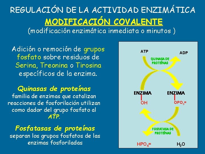 REGULACIÓN DE LA ACTIVIDAD ENZIMÁTICA MODIFICACIÓN COVALENTE (modificación enzimática inmediata o minutos ) Adición