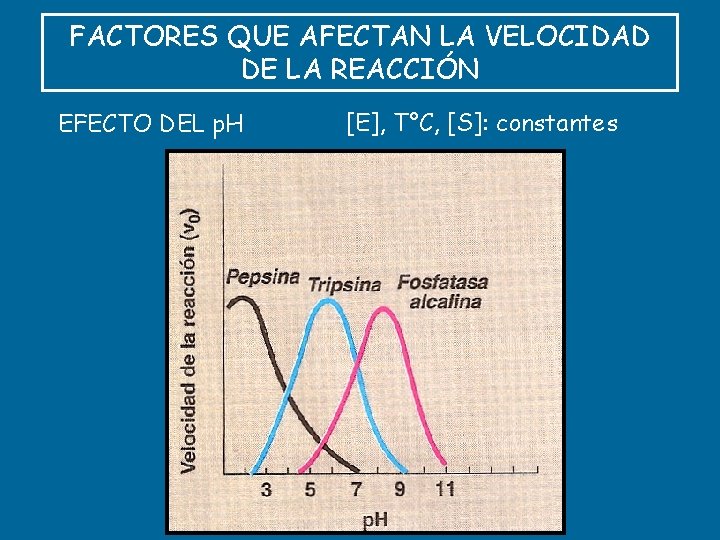 FACTORES QUE AFECTAN LA VELOCIDAD DE LA REACCIÓN EFECTO DEL p. H [E], T°C,