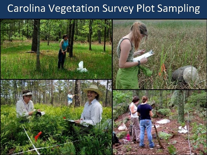 Carolina Vegetation Survey Plot Sampling CAROLINA VEGETATION SURVEY 