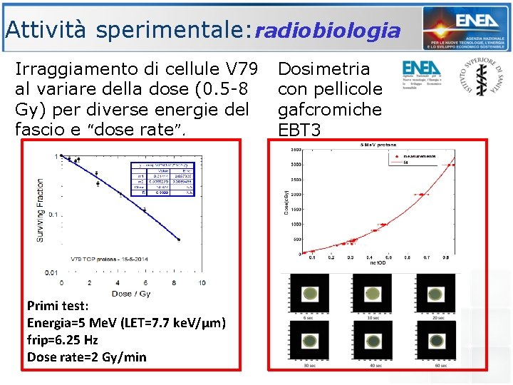 Attività sperimentale: radiobiologia Irraggiamento di cellule V 79 al variare della dose (0. 5